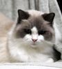 Ragdoll cat for sale